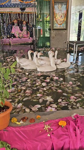 8.6K views · 563 reactions | Mathura vrindavan #mathura #vrindavan #Mathura Vrindavan Ras Mahima मथुरा वृन्दावन | मथुरा वृन्दावन | Facebook