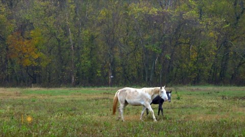 Nature: Wild horses in the Ozarks