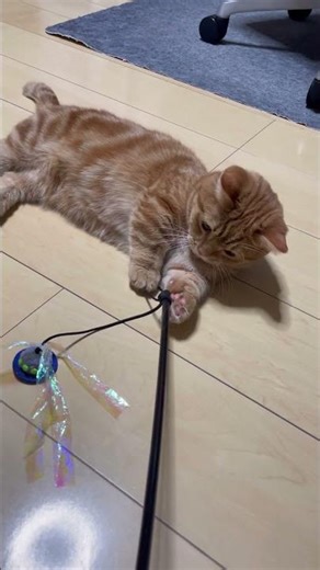 甘えん坊な猫とのスローライフ。