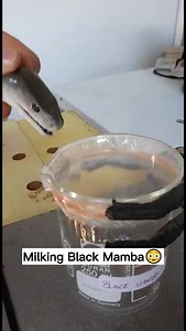 Milking Black Mamba Venom!! #cobra #venom #snake #viral #reels #crazy | Brian Barczyk