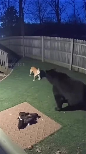 A heart-stopping moment was captured on a backyard camera when a heroic mother dog faced down a large black bear to protect her litter of tiny puppies. The footage shows the bear clambering over a wooden fence and landing just feet from the pups, prompting the dog to launch a fearless and aggressive defense. Caught completely off guard by the mother dog's ferocity, the massive bear scrambled back over the fence to escape the yard. This video serves as a powerful testament to maternal instinct an