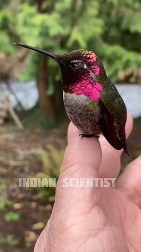 5.8K views · 125 reactions | Found mysterious colour changing bird | Indian Scientist | Facebook