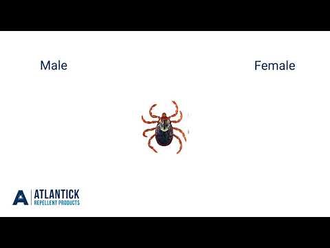 Tick Identification