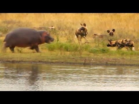 Wild Dogs vs Baby Hippo