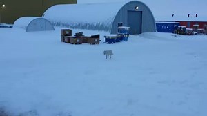 5.7M views · 21K reactions | Workers in rural Canada were amazed when these wild arctic wolves approached them at their work yard. | The Telegraph | Facebook