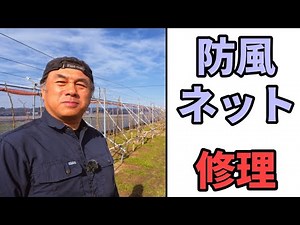 年末年始の暴風でやられた防風ネット修理していきます いちじくVlog #7 2021