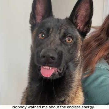Get a Malinois they said #dog #puppy #dogstagram #doglover #funnydogs #cutepets #petsofyoutube #you