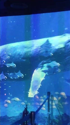 Colorful Fish Swimming in Aquarium 4K | Beautiful Tropical Fish Relaxing Video HD Nature Scenes!! 🌈🐠