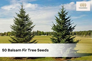 50 Balsam Fir Tree Seeds | Abies Balsamea, Hardy Evergreen - Etsy