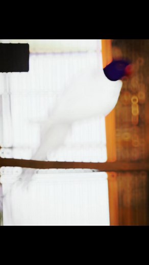 5K views · 147 reactions | Ringneck Parrot Mutation #ringneckparrot | Birds Community | Facebook