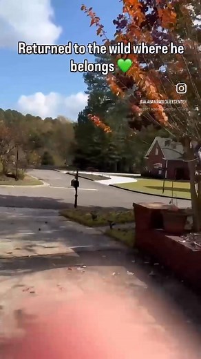 UPDATE: This Red-Shouldered Hawk came to us after being shot, with a bullet lodged in its chest a heartbreaking and completely illegal act, as all raptors are protected under the Migratory Bird Treaty Act. After expert care from our clinic team, this strong survivor finally got to return to the wild after almost a month-long stay at AWC. Moments like this remind us why our work and your support matter so deeply. #RescueToRelease #ProtectWildlife #RedTailedHawk #AlabamaWildlifeCenter #WildlifeReh