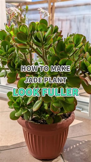 385K views · 1.5K reactions | Want a lush, bushy Jade plant? Here's how  ✨ #jadeplant #houseplants #plantcare #succulents | Succulents Box | Facebook