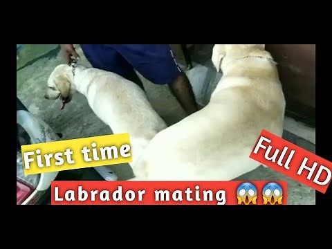 Labrador mating || First time mating || Labrador knot || Mating knot || Indian pet world