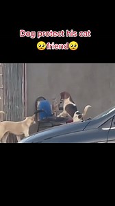 16K views · 888 reactions | BestFriends | Natural World | Facebook