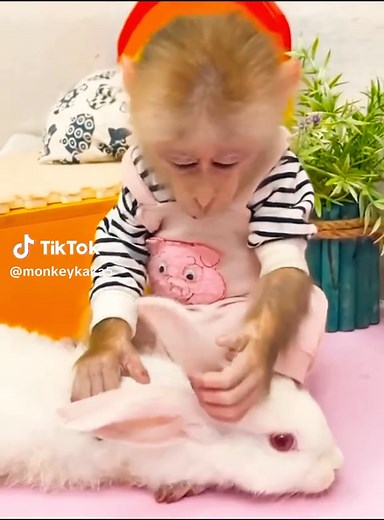 Exploring The Adorable World of Monkey Pets