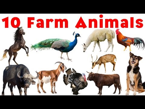 Learn 10 Farm Animal Names for Kids | Pet, Domestic Animals Name with pictures