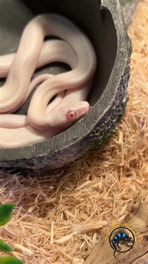 Want a super adorable snake with cartoon eyes? 😍 Look no further than the Red-Eyed Leucistic Texas Rat Snake! This cute little one has been looking for its forever home for quite a while and would love to go home with you. Heather's gonna show you just how beautiful this one is! 🐍 #cute #creaturefeature #takemehome #snakes #cutepets #love #petlovers | The Tye-Dyed Iguana