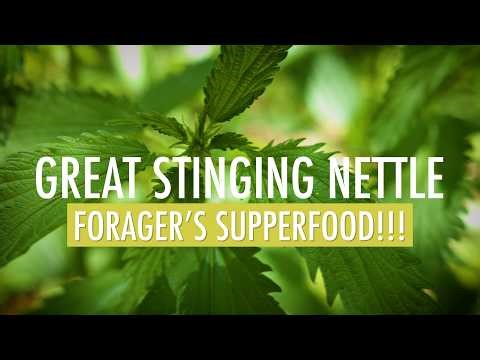 The Power of Stinging Nettle 🌿 | Wild Edible Plants for Beginners