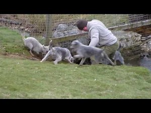 Ratting with the Bedlingtons.