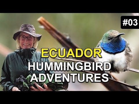 Hummingbird Quest #3: Finding One of The RAREST Hummingbirds in the World