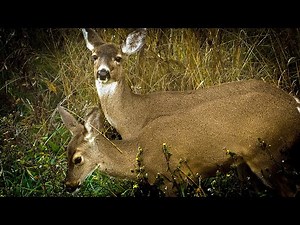 Deer Does and Baby Fawns Bonding in the Fog