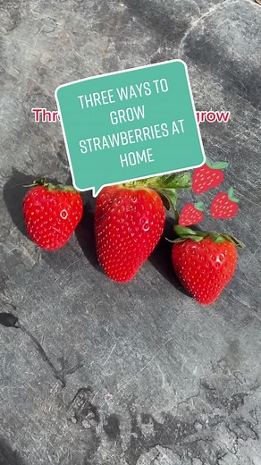 Easy Ways to Grow Strawberries at Home