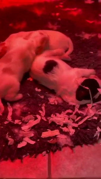 67 reactions | Our glorious chunky Sprocker pups. | Uggeshall Spaniels - Breeding Working Springers, Cockers and Sprockers | Facebook