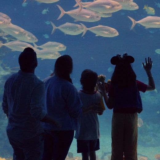 At Disney, we have a legacy of taking meaningful action to support a healthier planet for people and wildlife. | Disney