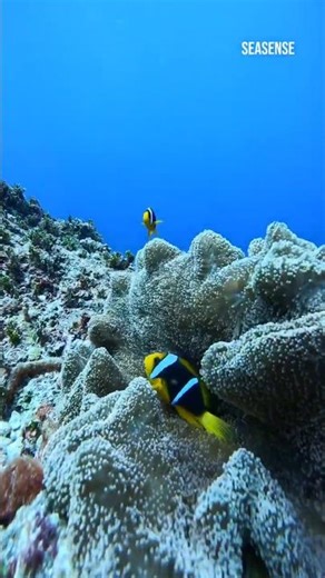 Clownfish: More Incredible Than You Think