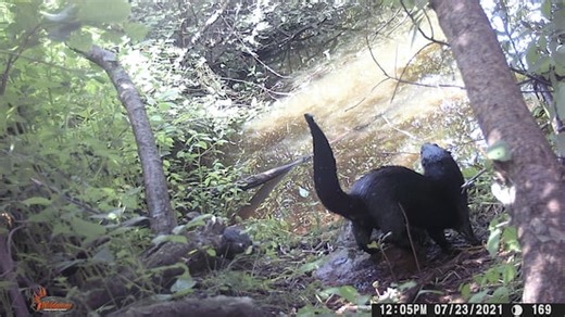 River otters returning to P.E.I.: 'They're just loving life here'