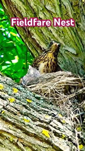 Fieldfare Nest with Chicks #birds #nest #nature #naturelovers