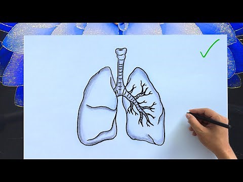 How to Draw a Human Lungs | Easy Anatomy Diagram with Labels | Lungs Drawing