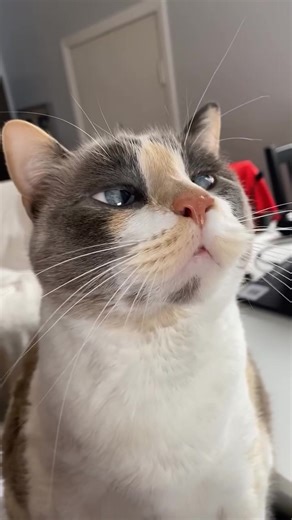 Fritz is looking for the braincell. It seems her turn got skipped again. 😯 🌻☁️ | Fritzcat