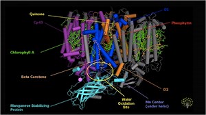 Photosynthesis: Overview of the light-dependent reactions