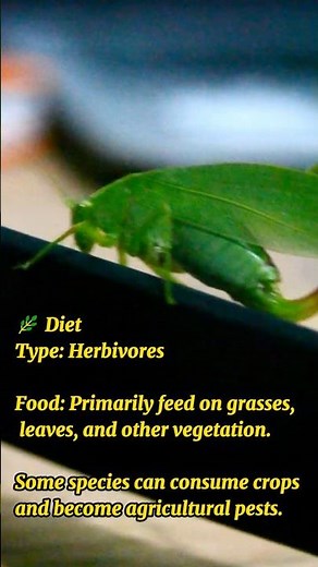 The Incredible Life of a Grasshopper