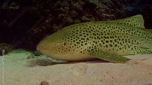 Side profile shot of a Leopard Shark, also known as a Zebra Shark, resting on the sandy seafloor near Lady Elliot Island in the Coral Sea