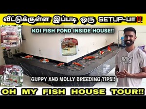 வீட்டிற்குள் இப்படி ஒரு மீன் தொட்டியா! | Guppy fish farm in tamil | koi fish pond | ‪@ohmyfish8113‬
