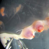 Video: Preparation of Small RNA Libraries for Sequencing from Early Mouse Embryos