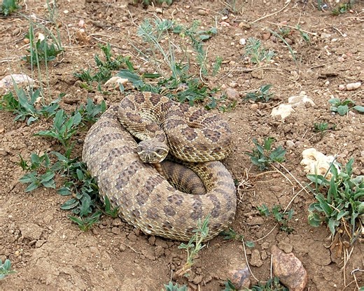 Watch out for rattlesnakes at these 6 most infested areas in Louisiana