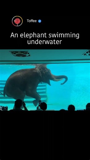 Toffee on Instagram: "An elephant swimming underwater is a breathtaking reminder of nature’s surprises. With its massive body gliding gracefully, the elephant uses its trunk like a snorkel, extending it above the surface to breathe while paddling with powerful legs. Beneath the water, its movements appear slow and weightless, ears fanning gently as it navigates rivers and lakes with ease. This unexpected sight reveals the animal’s intelligence, adaptability, and quiet strength. Far from clumsy, 