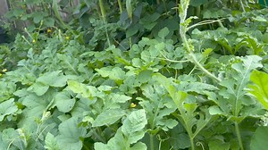 Hand pollinating watermelons can be a helpful technique to ensure successful fruit set, especially in areas where natural pollinators are scarce. I share a step-by-step guide to hand pollinate watermelon. Also included: How to identify Identify Male and Female Flowers How to collect and transfer pollen If you’ve been enjoying my videos and find value in what I share, I’d be incredibly grateful if you could support me by SHARING the video. You could also consider BUYING ME A COFFEE by clicking th