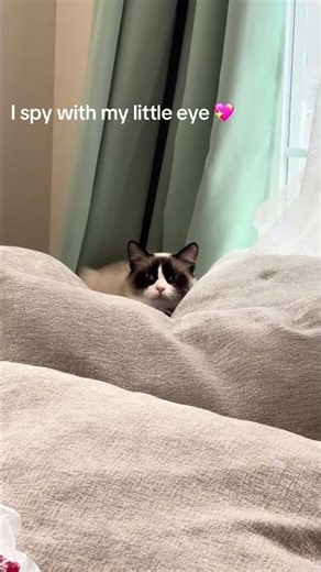 I spy with my eye #cat #catshorts #cats