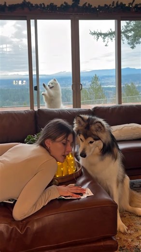 Duke and Odesa on Instagram: "This video was made for fun. My dogs know “leave it” and “drop it,” and they’re not interested in real chocolate. They might sniff it, but they don’t eat it. This is dog-friendly “chocolate” made with carob and pumpkin puree, not cocoa. It’s gentle on their stomachs, even for Duke. Recipe: Pumpkin puree Carob powder Peanut butter (xylitol-free) Mix everything, pour into a mold, and freeze for at least 4 hours. I tried less time and it didn’t fully set. They do great