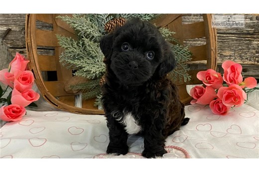 Iris - Havapoo Puppy BEEC68