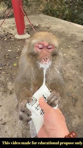 Amar dusto Bai MonkeyK Milk Khaiye Dilo 🥰🥰 #viralvideo #monkey #funny