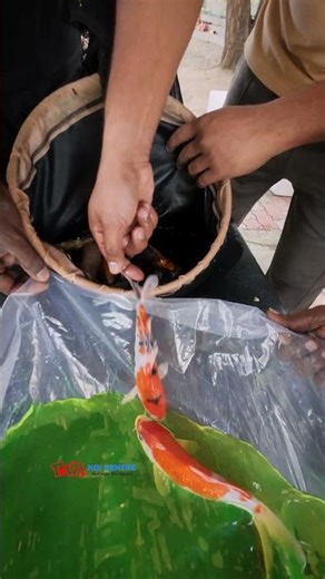 Shipment to Hyderabad.... to buy ☎️ us @ +91 7397224998 #koi