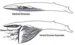 Species Interactions