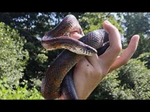 Fifteen Minutes in the Forest: Snakes in Virginia