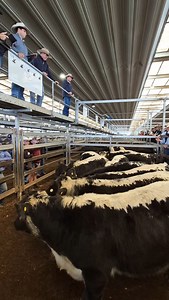 Great result for the advertised Castle Mountain Speckle Park × July/Aug drop × Outstanding weaners by Minnamurra Speckle Park stud bulls out of big framed Angus cows Watch the Ian Morgan Livestock team in action to see what they made. # Speckle Park #specklepark #speckleparkcattle #speckleparkaustralia #speckleparkauction | Tamworth Livestock Agents