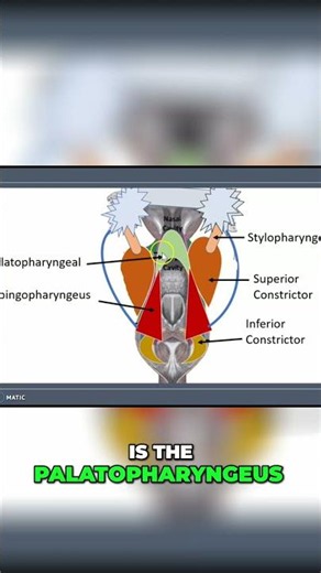 Pharynx Muscles: Anatomy & Innervation Explained Simply! #shorts